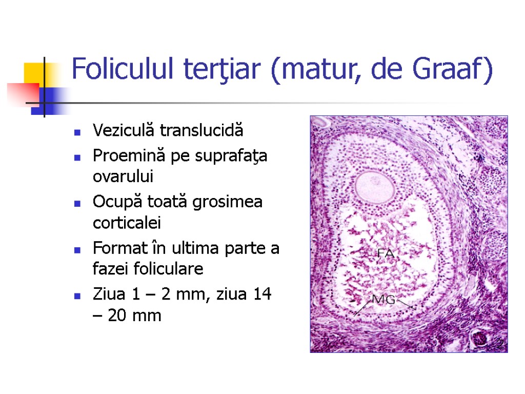 Foliculul terţiar (matur, de Graaf) Veziculă translucidă Proemină pe suprafaţa ovarului Ocupă toată grosimea